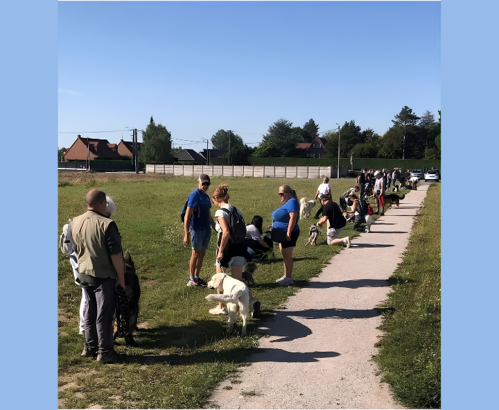 balade educative pour chien en groupe